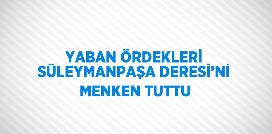 YABAN ÖRDEKLERİ SÜLEYMANPAŞA DERESİ’Nİ MENKEN TUTTU