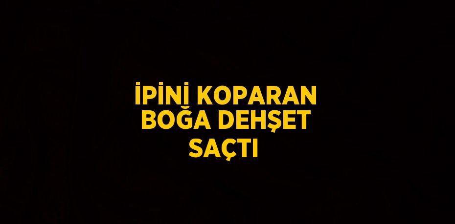 İPİNİ KOPARAN BOĞA DEHŞET SAÇTI