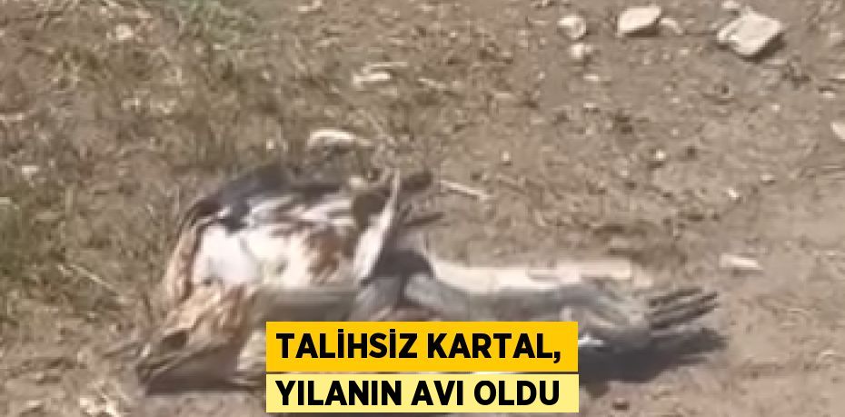 TALİHSİZ KARTAL, YILANIN AVI OLDU