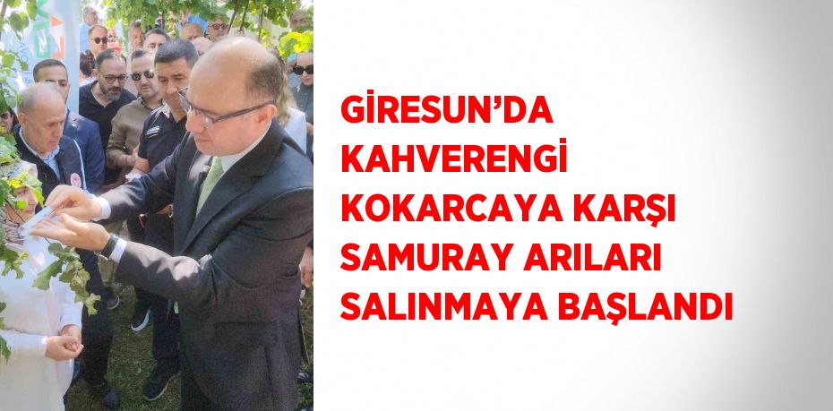 GİRESUN’DA KAHVERENGİ KOKARCAYA KARŞI SAMURAY ARILARI SALINMAYA BAŞLANDI