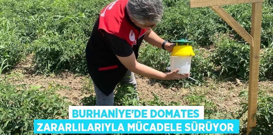 Burhaniye’de Domates Zararlılarıyla Mücadele Sürüyor