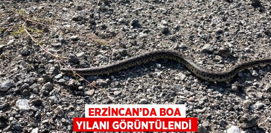 ERZİNCAN’DA BOA YILANI GÖRÜNTÜLENDİ