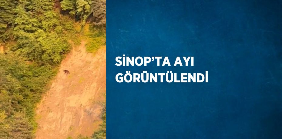 SİNOP’TA AYI GÖRÜNTÜLENDİ