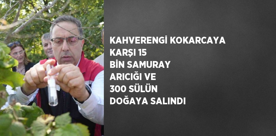 KAHVERENGİ KOKARCAYA KARŞI 15 BİN SAMURAY ARICIĞI VE 300 SÜLÜN DOĞAYA SALINDI