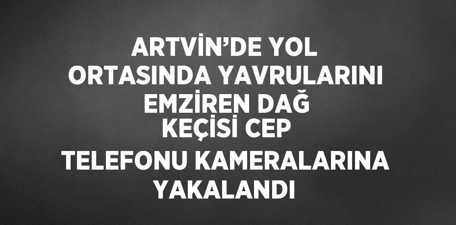 ARTVİN’DE YOL ORTASINDA YAVRULARINI EMZİREN DAĞ KEÇİSİ CEP TELEFONU KAMERALARINA YAKALANDI