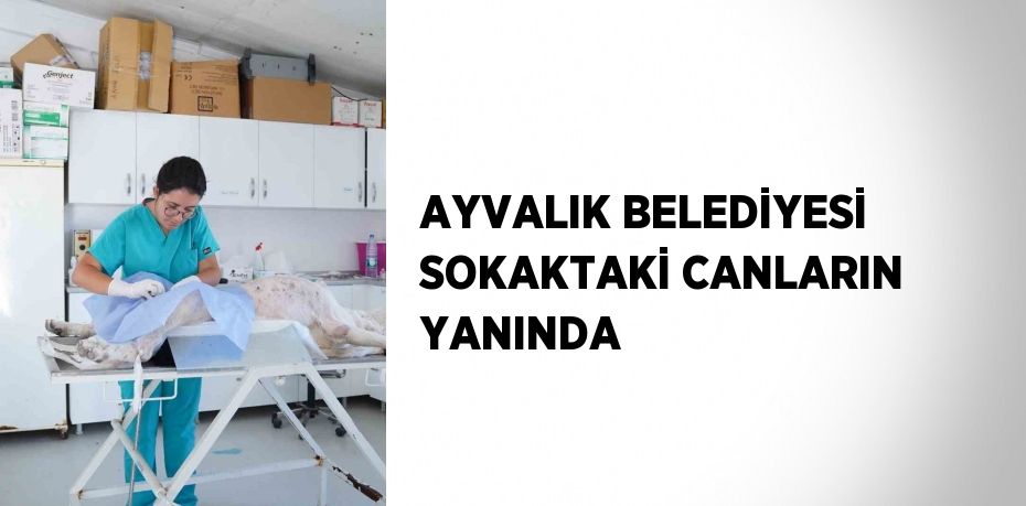 AYVALIK BELEDİYESİ SOKAKTAKİ CANLARIN YANINDA