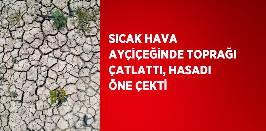 SICAK HAVA AYÇİÇEĞİNDE TOPRAĞI ÇATLATTI, HASADI ÖNE ÇEKTİ