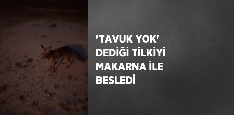 'TAVUK YOK' DEDİĞİ TİLKİYİ MAKARNA İLE BESLEDİ