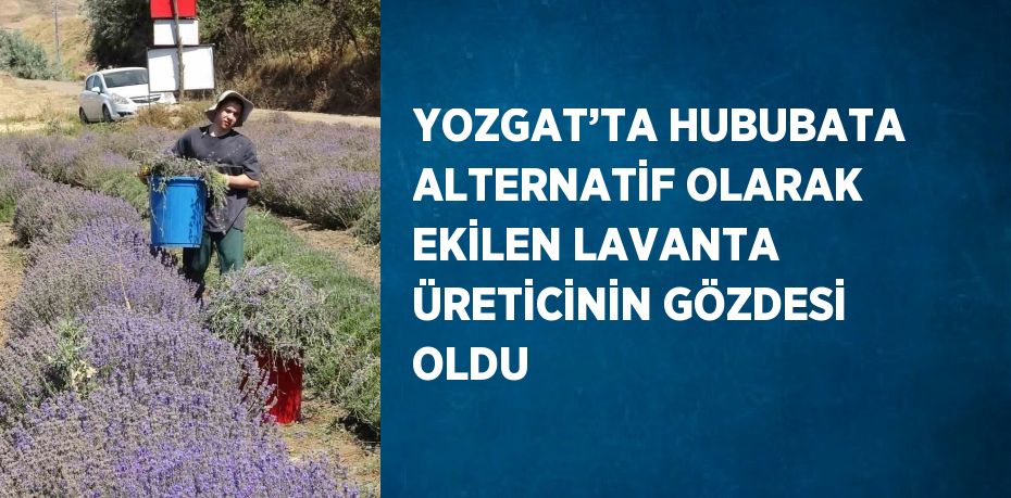 YOZGAT’TA HUBUBATA ALTERNATİF OLARAK EKİLEN LAVANTA ÜRETİCİNİN GÖZDESİ OLDU