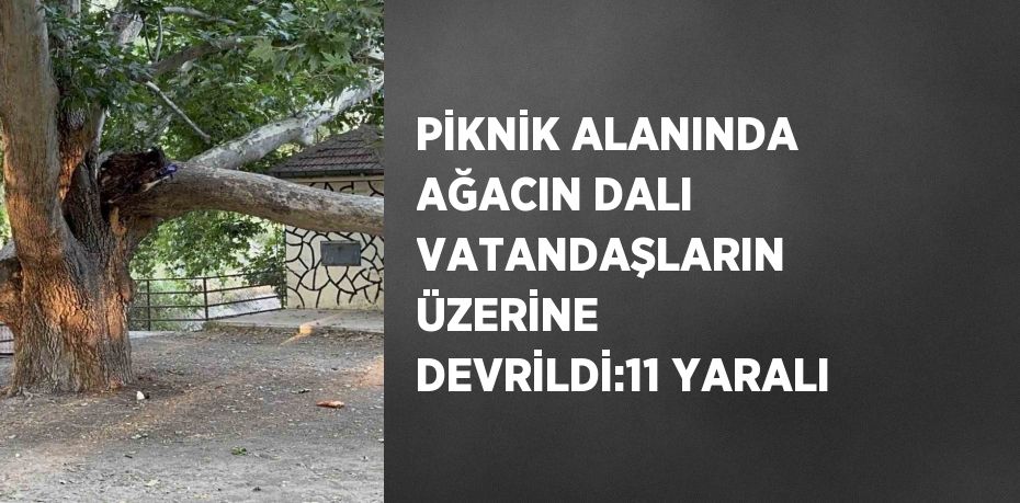 PİKNİK ALANINDA AĞACIN DALI VATANDAŞLARIN ÜZERİNE DEVRİLDİ:11 YARALI