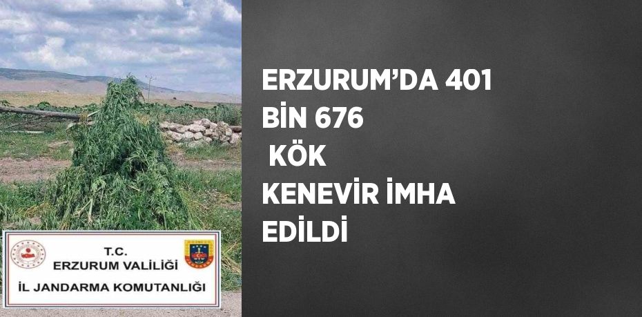 ERZURUM’DA 401 BİN 676  KÖK KENEVİR İMHA EDİLDİ