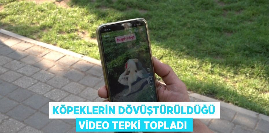 KÖPEKLERİN DÖVÜŞTÜRÜLDÜĞÜ VİDEO TEPKİ TOPLADI