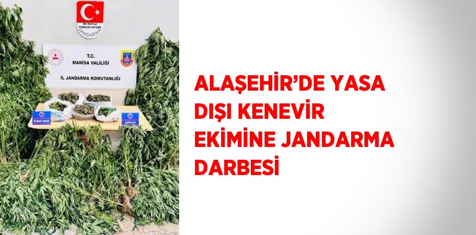 ALAŞEHİR’DE YASA DIŞI KENEVİR EKİMİNE JANDARMA DARBESİ