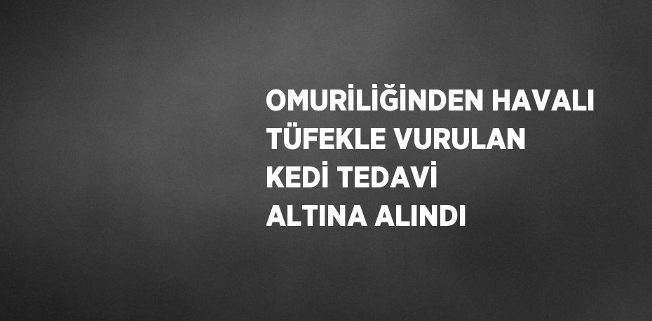 OMURİLİĞİNDEN HAVALI TÜFEKLE VURULAN KEDİ TEDAVİ ALTINA ALINDI