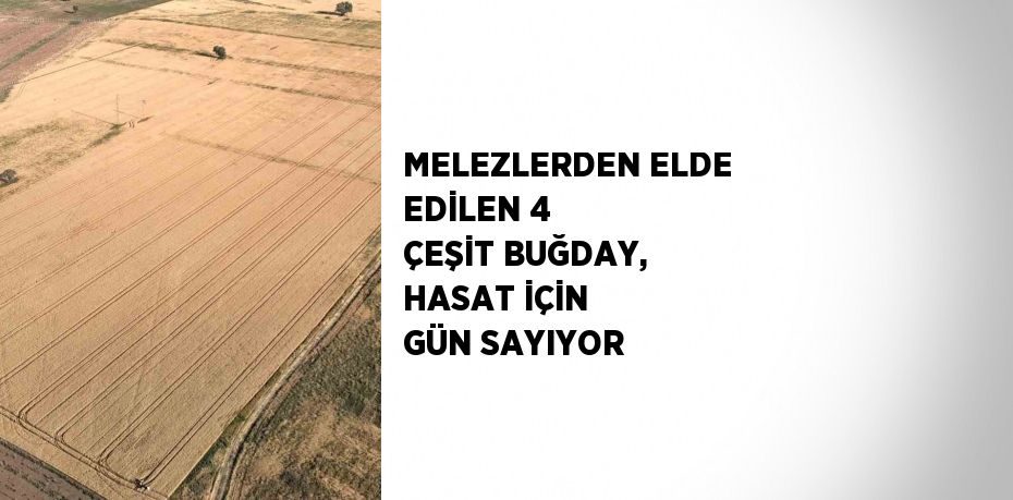 MELEZLERDEN ELDE EDİLEN 4 ÇEŞİT BUĞDAY, HASAT İÇİN GÜN SAYIYOR