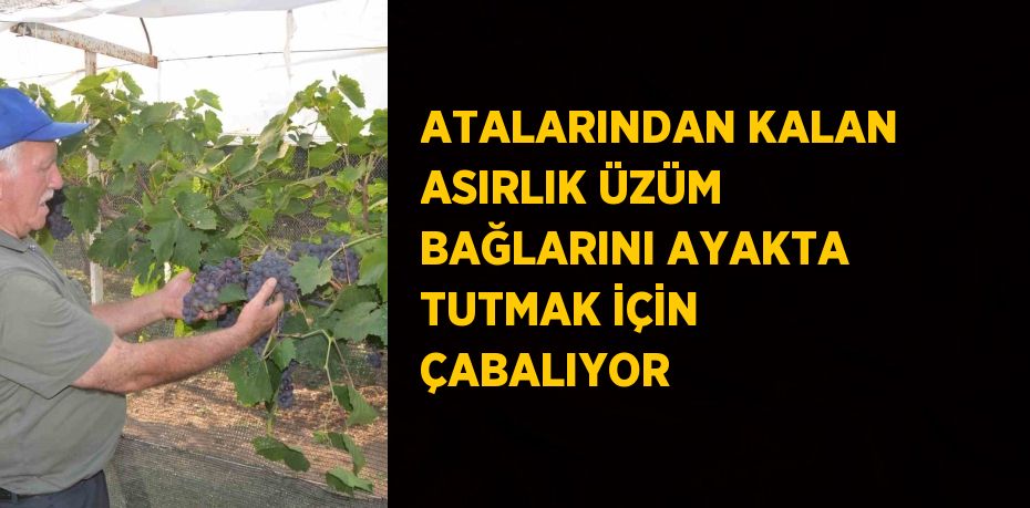 ATALARINDAN KALAN ASIRLIK ÜZÜM BAĞLARINI AYAKTA TUTMAK İÇİN ÇABALIYOR