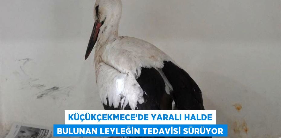 KÜÇÜKÇEKMECE’DE YARALI HALDE BULUNAN LEYLEĞİN TEDAVİSİ SÜRÜYOR