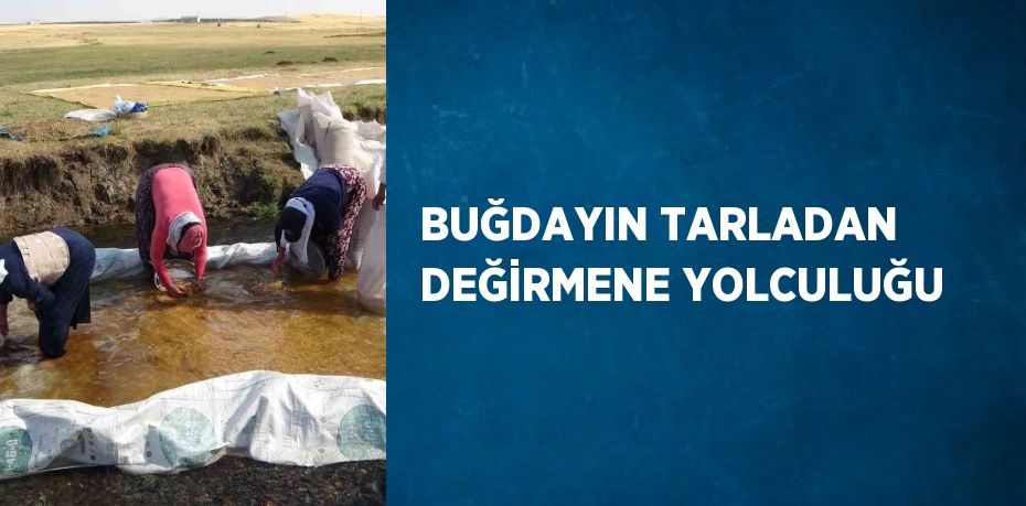 BUĞDAYIN TARLADAN DEĞİRMENE YOLCULUĞU