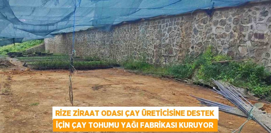 RİZE ZİRAAT ODASI ÇAY ÜRETİCİSİNE DESTEK İÇİN ÇAY TOHUMU YAĞI FABRİKASI KURUYOR