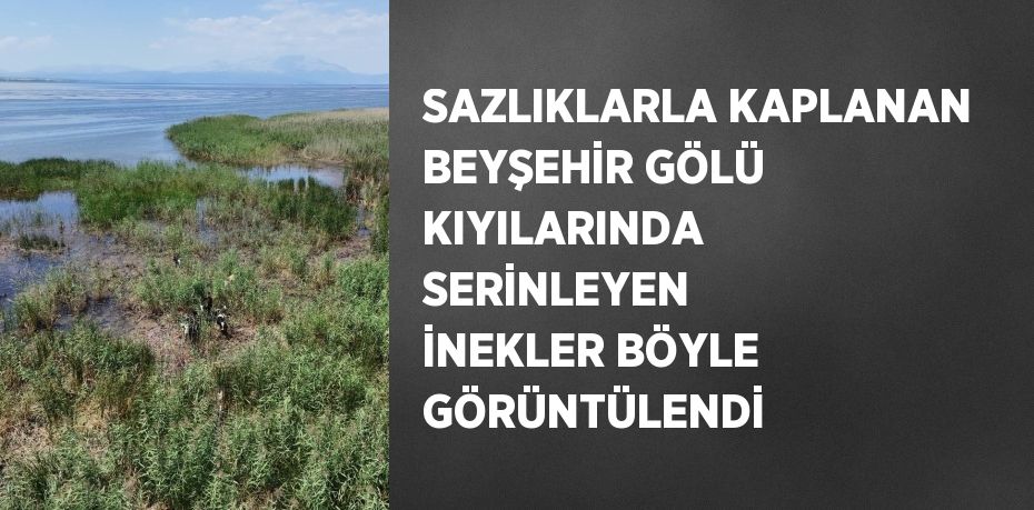 SAZLIKLARLA KAPLANAN BEYŞEHİR GÖLÜ KIYILARINDA SERİNLEYEN İNEKLER BÖYLE GÖRÜNTÜLENDİ