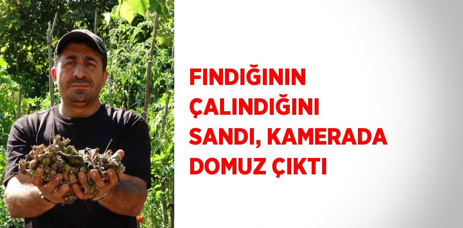 FINDIĞININ ÇALINDIĞINI SANDI, KAMERADA DOMUZ ÇIKTI
