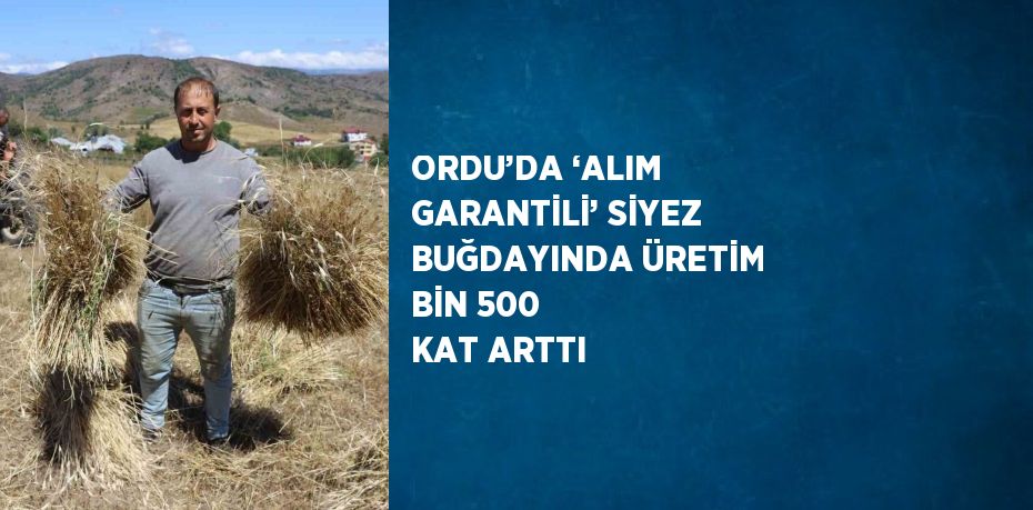 ORDU’DA ‘ALIM GARANTİLİ’ SİYEZ BUĞDAYINDA ÜRETİM BİN 500 KAT ARTTI