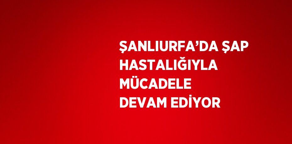 ŞANLIURFA’DA ŞAP HASTALIĞIYLA MÜCADELE DEVAM EDİYOR