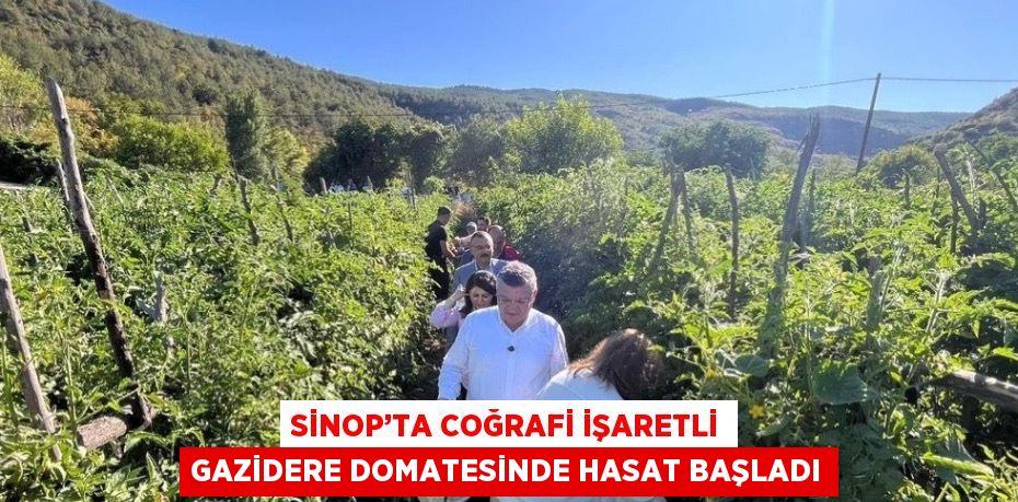SİNOP’TA COĞRAFİ İŞARETLİ GAZİDERE DOMATESİNDE HASAT BAŞLADI