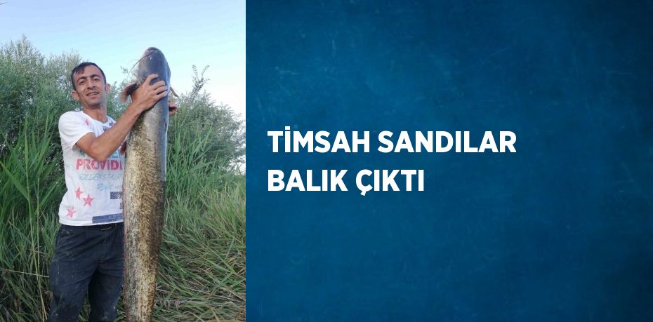 TİMSAH SANDILAR BALIK ÇIKTI