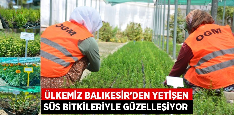 Ülkemiz Balıkesir'den Yetişen Süs Bitkileriyle Güzelleşiyor