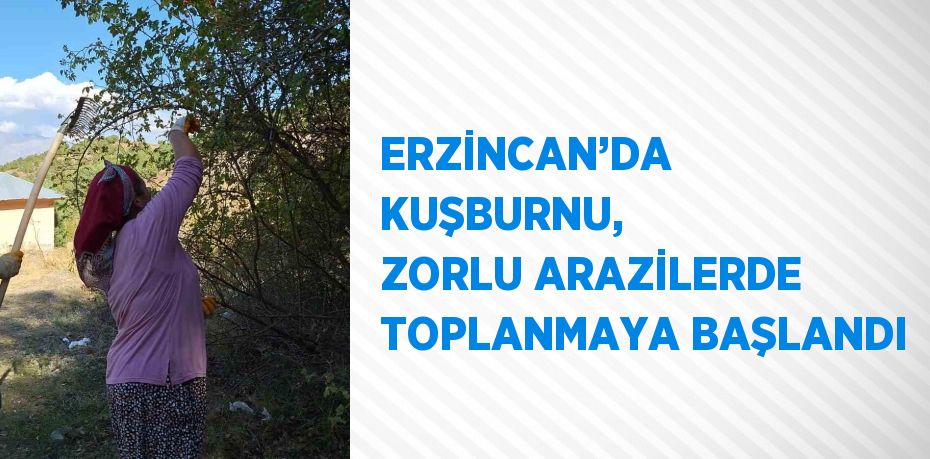 ERZİNCAN’DA KUŞBURNU, ZORLU ARAZİLERDE TOPLANMAYA BAŞLANDI