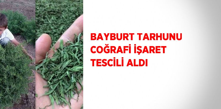 BAYBURT TARHUNU COĞRAFİ İŞARET TESCİLİ ALDI