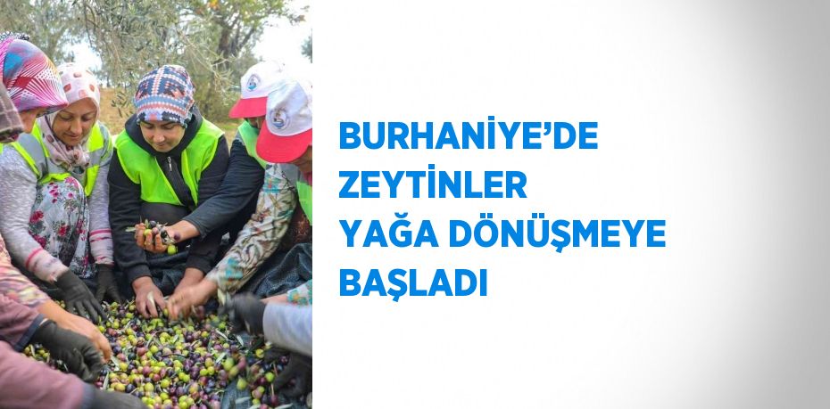 BURHANİYE’DE ZEYTİNLER YAĞA DÖNÜŞMEYE BAŞLADI