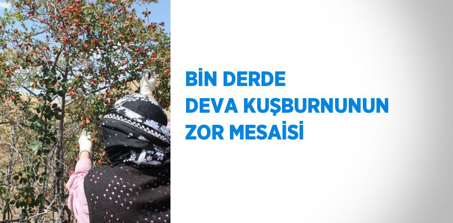 BİN DERDE DEVA KUŞBURNUNUN ZOR MESAİSİ