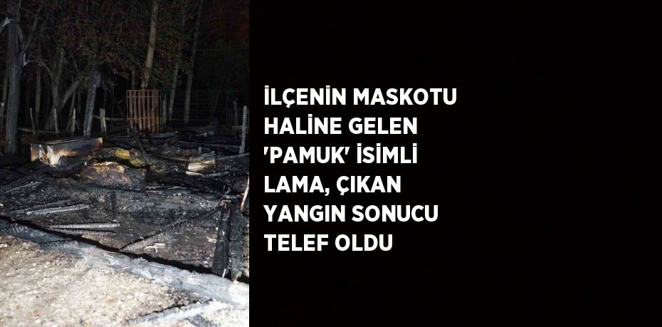 İLÇENİN MASKOTU HALİNE GELEN 'PAMUK' İSİMLİ LAMA, ÇIKAN YANGIN SONUCU TELEF OLDU