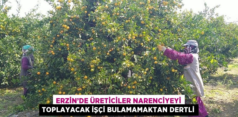 ERZİN’DE ÜRETİCİLER NARENCİYEYİ TOPLAYACAK İŞÇİ BULAMAMAKTAN DERTLİ