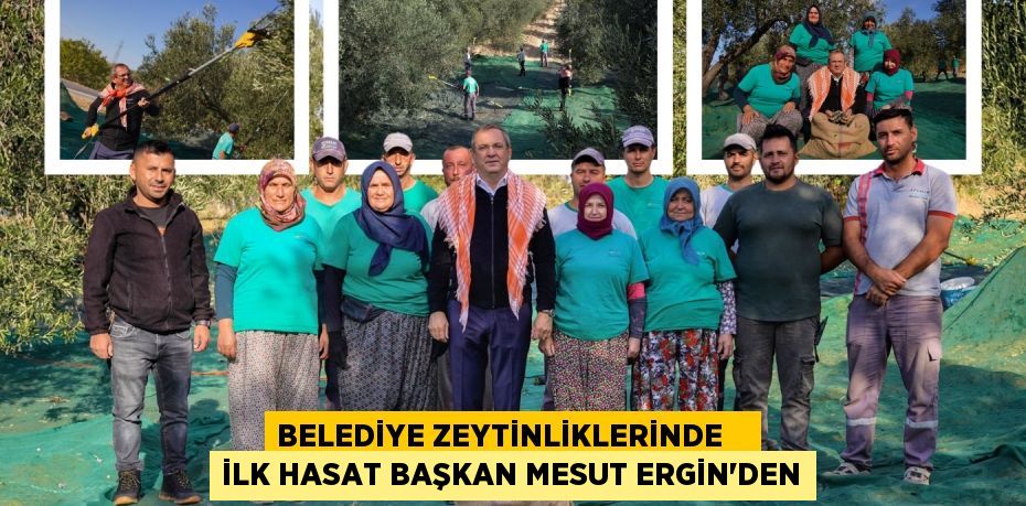 BELEDİYE ZEYTİNLİKLERİNDE    İLK HASAT BAŞKAN MESUT ERGİN’DEN