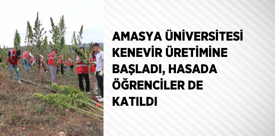 AMASYA ÜNİVERSİTESİ KENEVİR ÜRETİMİNE BAŞLADI, HASADA ÖĞRENCİLER DE KATILDI