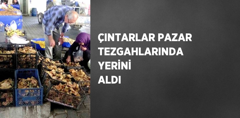 ÇINTARLAR PAZAR TEZGAHLARINDA YERİNİ ALDI