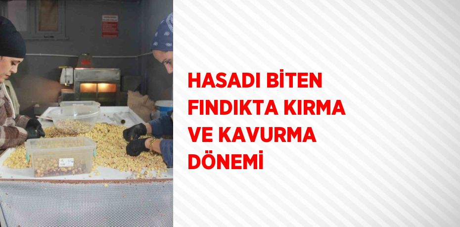 HASADI BİTEN FINDIKTA KIRMA VE KAVURMA DÖNEMİ