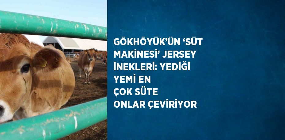 GÖKHÖYÜK’ÜN ‘SÜT MAKİNESİ’ JERSEY İNEKLERİ: YEDİĞİ YEMİ EN ÇOK SÜTE ONLAR ÇEVİRİYOR