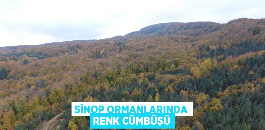 SİNOP ORMANLARINDA RENK CÜMBÜŞÜ