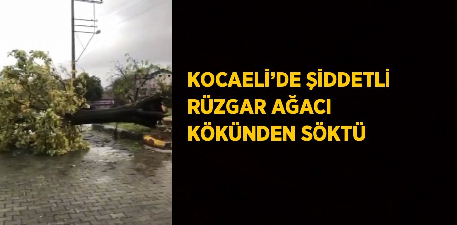 KOCAELİ’DE ŞİDDETLİ RÜZGAR AĞACI KÖKÜNDEN SÖKTÜ