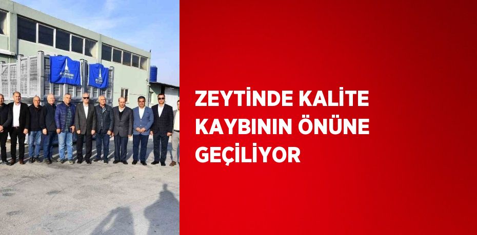 ZEYTİNDE KALİTE KAYBININ ÖNÜNE GEÇİLİYOR