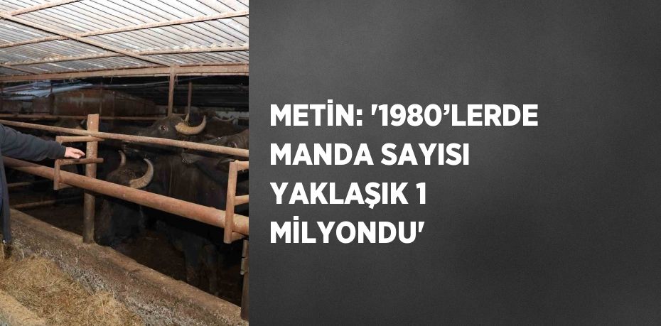 METİN: '1980’LERDE MANDA SAYISI YAKLAŞIK 1 MİLYONDU'