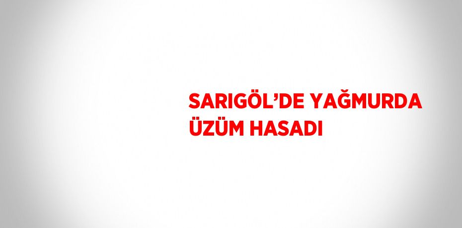 SARIGÖL’DE YAĞMURDA ÜZÜM HASADI