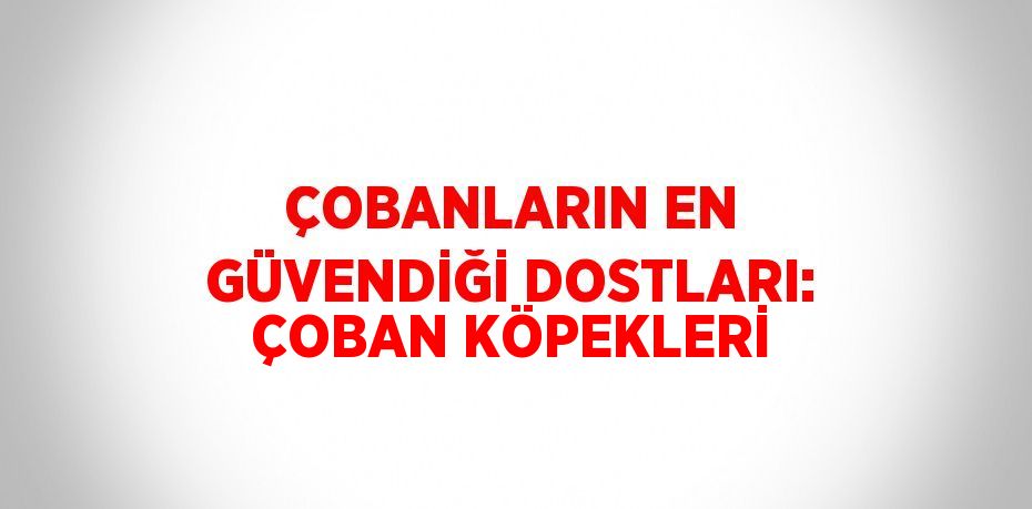 ÇOBANLARIN EN GÜVENDİĞİ DOSTLARI: ÇOBAN KÖPEKLERİ