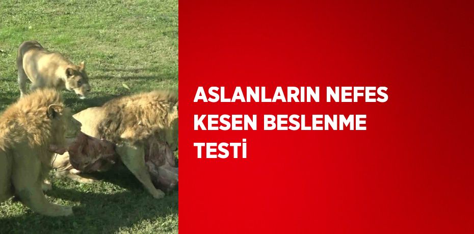 ASLANLARIN NEFES KESEN BESLENME TESTİ