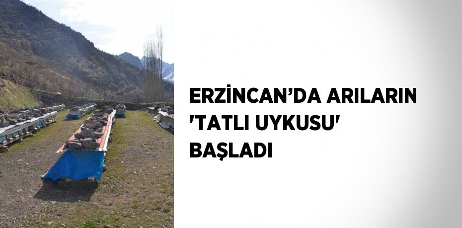 ERZİNCAN’DA ARILARIN 'TATLI UYKUSU' BAŞLADI