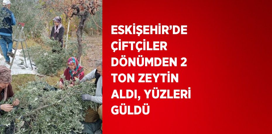 ESKİŞEHİR’DE ÇİFTÇİLER DÖNÜMDEN 2 TON ZEYTİN ALDI, YÜZLERİ GÜLDÜ